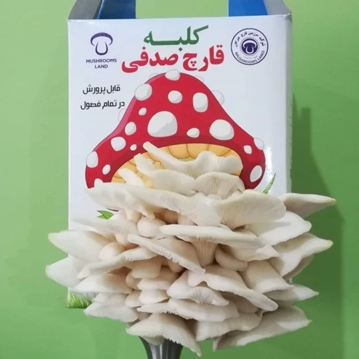کیت کلبه قارچ